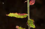 Heartsepal buckwheat